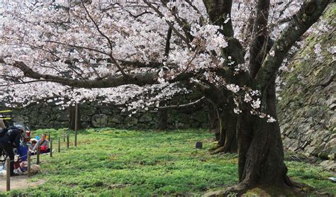 Cherry Blossoms at the Fukuoka Castle Ruins - Up in the Nusair