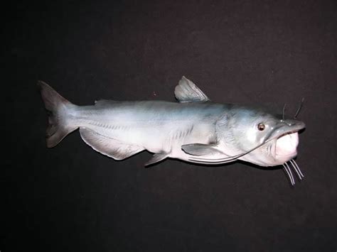 Blue Catfish Mounts | New Wave Taxidermy