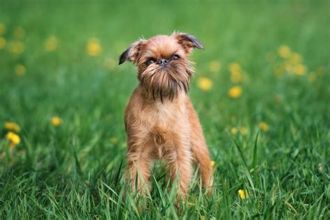 25 Adorable Dogs That Don't Shed — Non-Shedding Dogs You'll Love