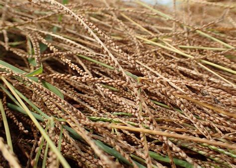 Is Fonio the New—and Improved—Quinoa?