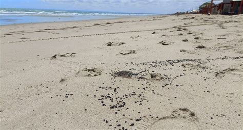 Manchas De Leo Reaparecem Na Praia Das Emanuelas Em Tibau