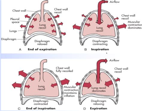 Patho Pulmonary 1 Flashcards Quizlet