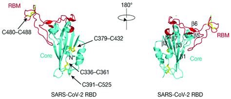 The Three Dimensional Structure Of The Receptor Binding Domain Rbd Of