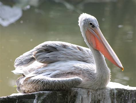 Pink-backed pelican - ZooChat