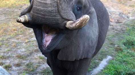 Kansas City Zoo to spend $10 million on elephant exhibit | KSNT News