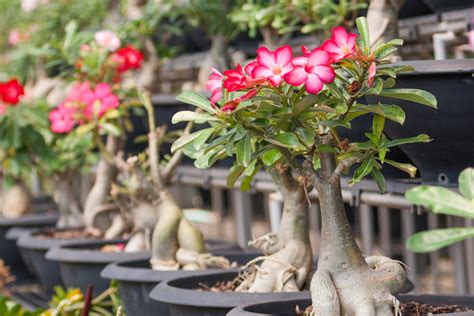 Como Cultivar Rosa Do Deserto Em Vaso Dicas Valiosas Para Um Jardim Encantador Veja As