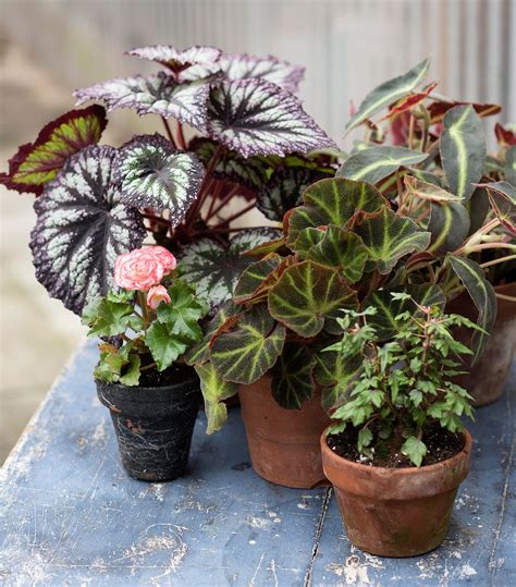 8 Begonia Houseplant Care Tips to Keep Your Plants Thriving