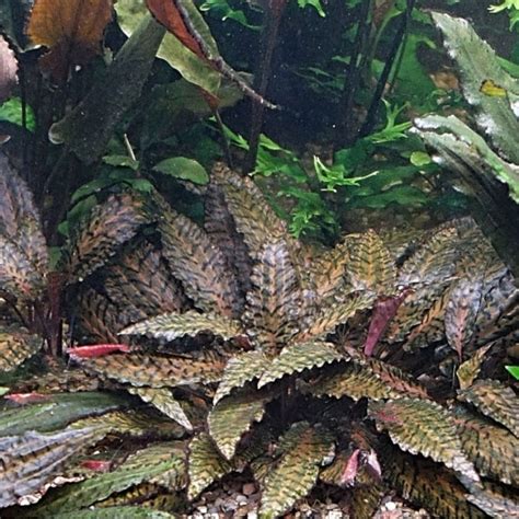 Cryptocoryne Nurii Var Raubensis 1 Stalk Shopee Malaysia