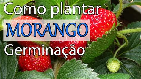 Como Plantar Morango Germina O No Substrato Youtube