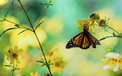 Butterfly Hd Wallpaper 68 Images