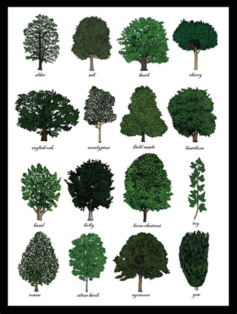 Trees Identification Print Wall Art Chart Dendrology Tree Art Print ...