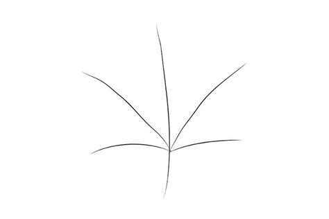 Maple Leaf Drawing: Easy, Simple and Step by Step