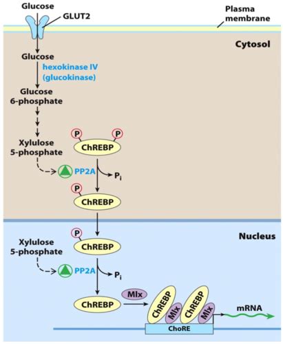 Regulation Of Glycolysis And Gluconeogenesis Flashcards Quizlet