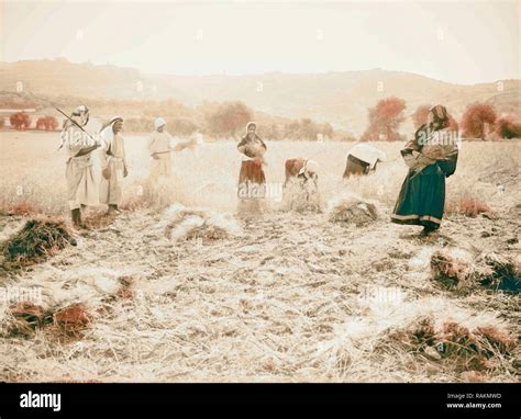 Harvesting And Threshing Floor Scenes In The Story Of Ruth And Boaz 1898