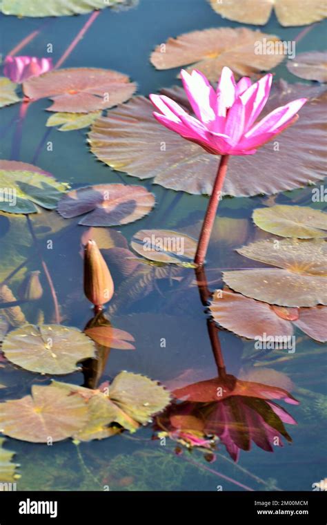 One Pink Lotus Flower With Bud In Pond Nelumbo Nucifera Sacred Lotus