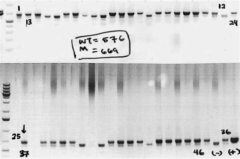 MiR 298 Mir 296 Keck Center For Noncoding RNAs