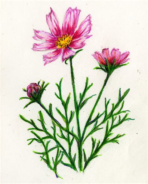 Cosmos Flower Drawing | Free download on ClipArtMag