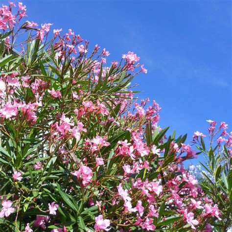 Nerium Oleander Virginie Vente Laurier Rose Fleurs