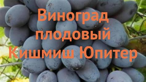 Виноград плодовый Кишмиш Юпитер (vitis) 🌿 обзор: как сажать, саженцы ...