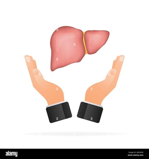 Liver Anatomy Structure Digestive Gallbladder Organ Vector Illustration Stock Vector Image