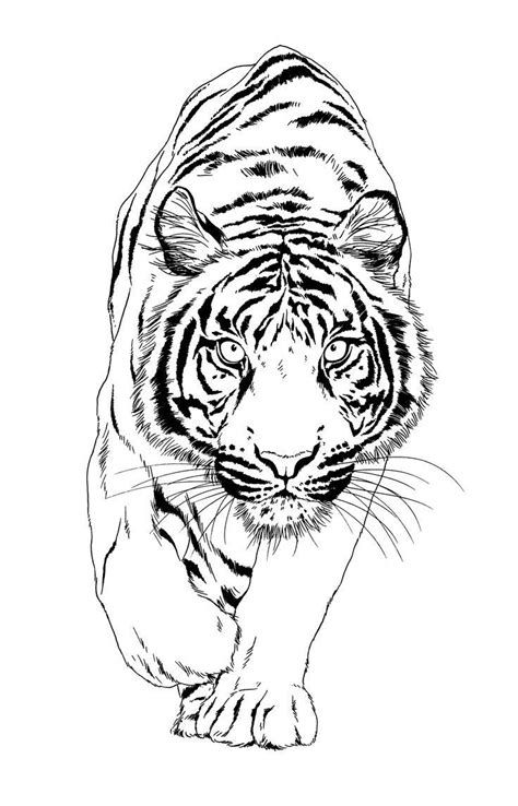 Tiger Tattoo Design Drawn with Ink