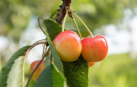 Bagas Maduras De Cereja Vermelha E Doce Penduradas Em Um Galho De