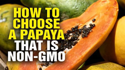 Tips On How To Choose A Papaya That Is Non Gmo Video