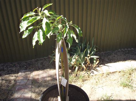 Dwarf Avocado Tree