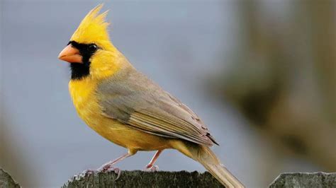 Yellow-pigmented male northern cardinal: this is most likely a genetic ...