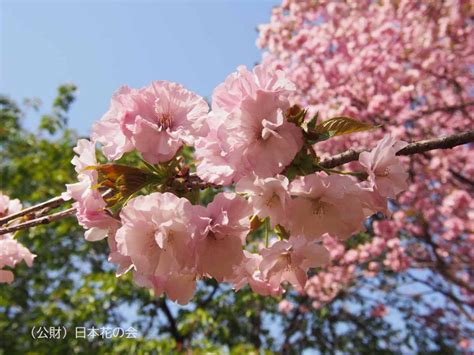 桜図鑑掲載一覧 桜図鑑｜公益財団法人日本花の会