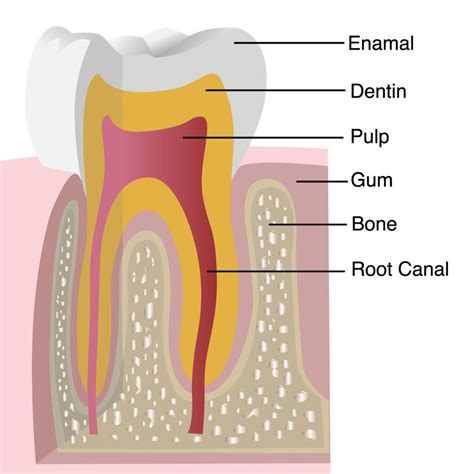 Causes And Treatments Of Enamel Erosion Aria Dental