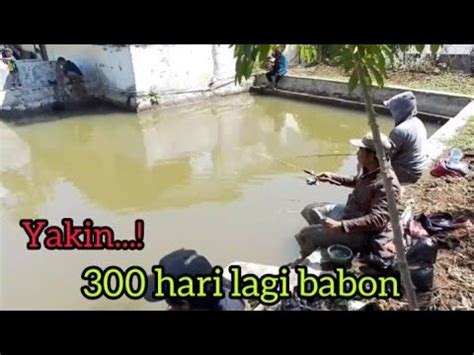 Mancing Borongan Ikan Nila Murah Meriah YouTube