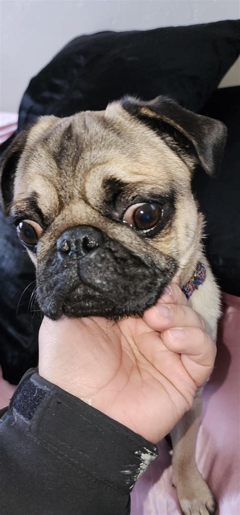 I think my pug might have a stye, any tips on how to help? : r/pugs