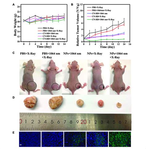 A Body Weights Of 4T1 Tumor Bearing BALB C Nude Mice With Different