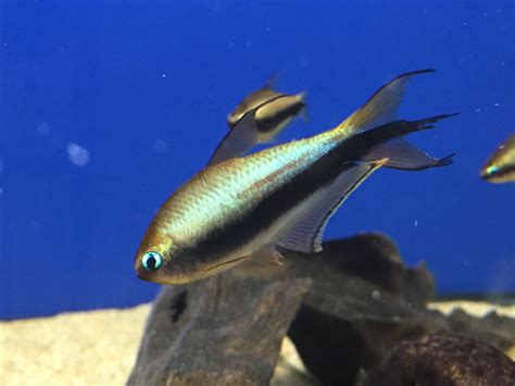 Emperor Tetra Nematobrycon Palmeri