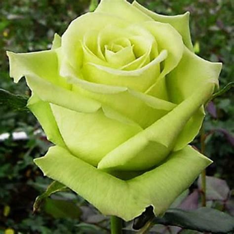 Роза зелена - на гол корен