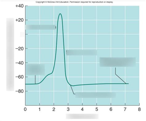 Action Potential Diagram | Quizlet 