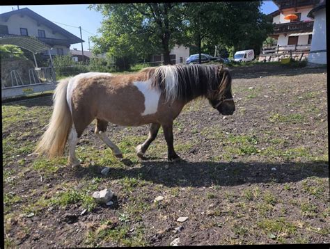 Pferdemarkt Pony Pony Stuten Kaufen Landwirt