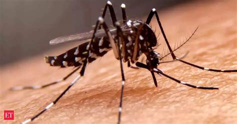 Mosquitoes Mosquito Cases Surge In Florida Researcher Notes Tips To