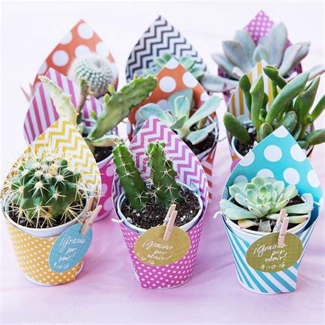 Mini Potted Succulents Pictures, Photos, and Images for Facebook ...