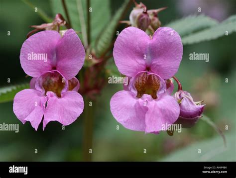 Himalayan Or Indian Balsam Impatiens Glandulifera Balsaminaceae