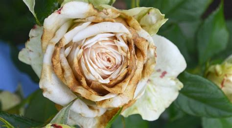 15 Common Problems Every Rose Gardener Will Face