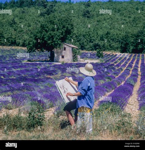 Stone House With Lavender Field Lavandula Angustifolia High Resolution