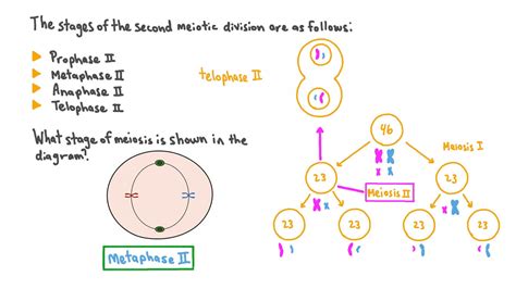 Metaphase Meiosis Diagram