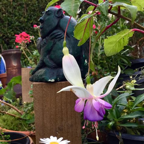 Fuchsia 'Blue Mirage', Fuchsia 'Blue Mirage' in GardenTags plant ...