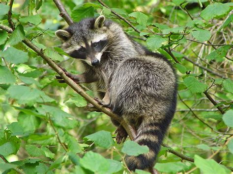 Raccoon In A Tree Raccoon Climbing On A Tree In The Siky Tambako