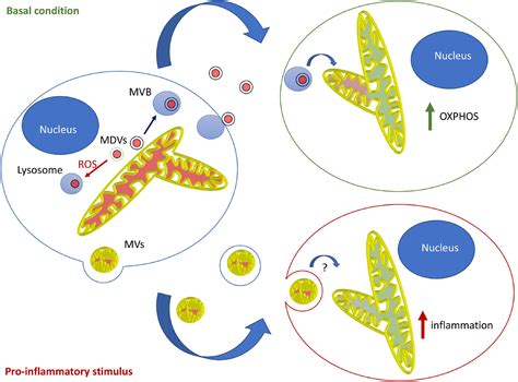 Frontiers Mitochondrial Extracellular Vesicles Origins And Roles