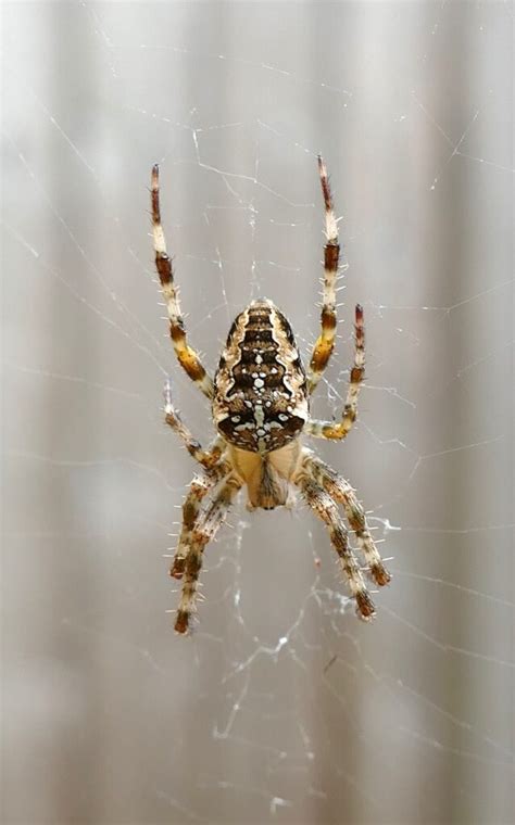 Pest Control Perth Spider Control Services Tmo Pest Control