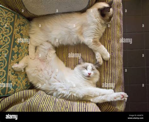 Two "six month old" Ragdoll kittens sleeping and dreaming one at full stretch Stock Photo - Alamy