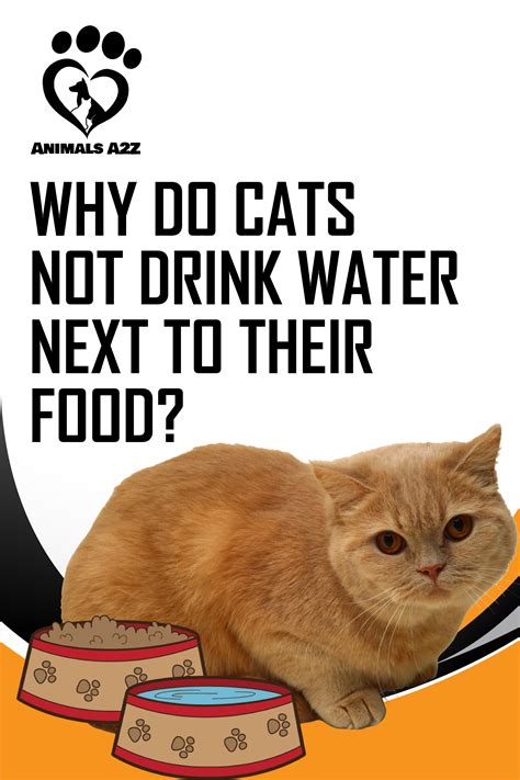 ways to cat not drinking safely 2